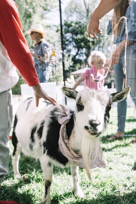 Petting Zoo Birthday Party, Some Bunny Is One Birthday, Petting Zoo Birthday, Petting Zoo Party, Some Bunny Is One, Zoo Birthday Party, Future Son, Bunny Birthday Party, Field Photography