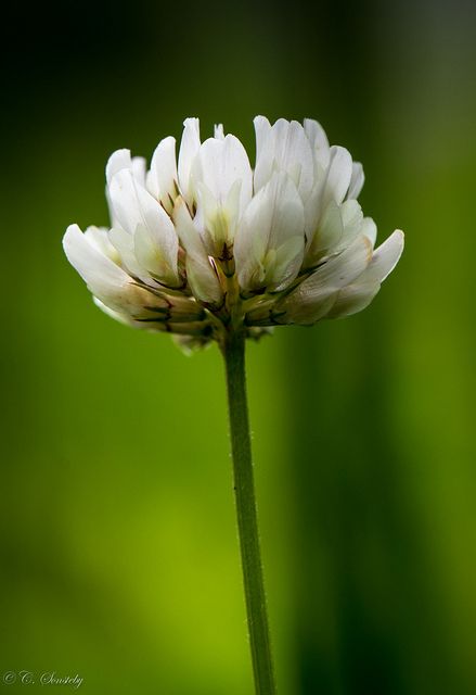 The smell of clover while running White Clover Flower, Herb Flowers, Scottish Flowers, Clover 3, White Clover, Clover Flower, Forest Flowers, In Focus, Flower Quotes