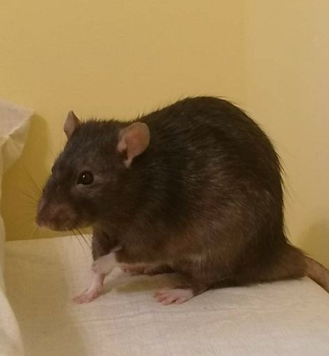 small pet cute rodent black gray rat pet rat grey Rat Yawning, Brown Rat, Rats And Mice, Pet Rat, Fancy Rat, Peter Pettigrew, Pet Rats, Marauders Era, Rats