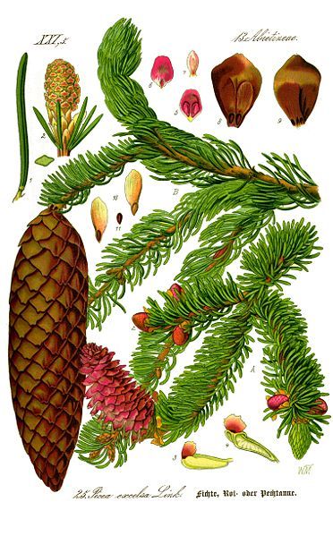 Picea abies Picea Abies, Norway Spruce, Antique Botanical Print, Illustration Botanique, Basic Knowledge, Vintage Botanical Prints, Scientific Illustration, Tree Illustration, Plant Species