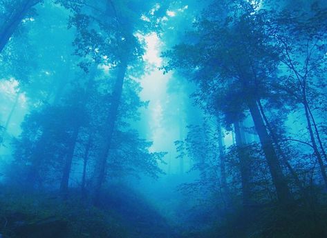 Azure Aesthetics on Instagram: “I’m a ‘blue sky thinker’ and I dream big. > comment a blue emoji 🦋” Whatsapp Plus, Blue Emoji, Foggy Forest, Misty Forest, Blue Forest, High Resolution Wallpapers, Forest Wallpaper, Blue Tree, Forest Landscape