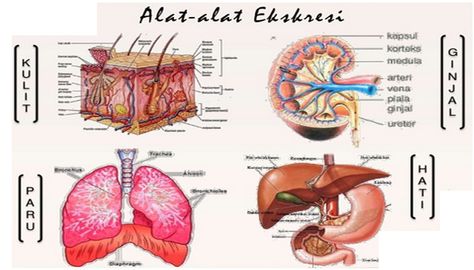 Penjelasan Sistem Ekskresi Pada Manusia Terlengkap - http://www.pelajaran.co.id/2017/04/penjelasan-sistem-ekskresi-pada-manusia-terlengkap.html Anime Kawaii, Ipa, Anime, Quick Saves, Kawaii
