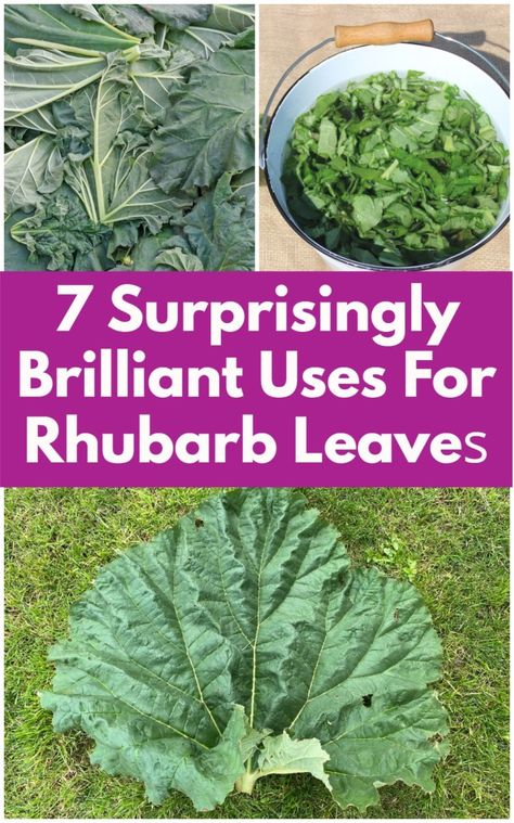 Rhubarb Landscaping, How To Harvest Rhubarb, Rhubarb Plant Care, Rhubarb Leaves Uses, Rhubarb Growing Tips, Rhubarb Garden Ideas, Green Rhubarb Recipes, Gf Rhubarb Recipes, Rubarb Recipe