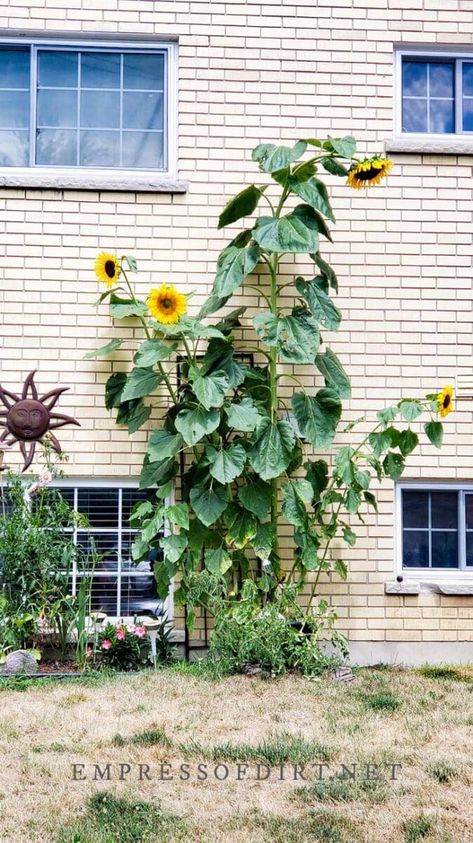 Sun Flower Garden Ideas, Sunflowers Planting Ideas, Sunflowers Crafts, Sunflower Garden Ideas, Sun Flower Garden, Mammoth Sunflower, Aesthetic Sunflower, Flower Garden Ideas, Full Sun Flowers