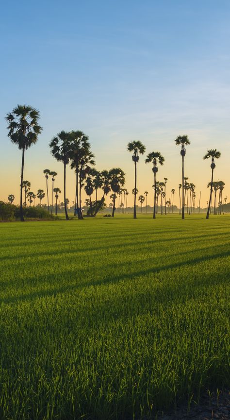 Farm Background Wallpapers, Green Landscape Wallpaper, Bangladesh Nature, Village Wallpaper, Cool Lock Screen Wallpaper, Photo Background Images Hd, Landscape Photography Nature, Landscape Background, Hd Background