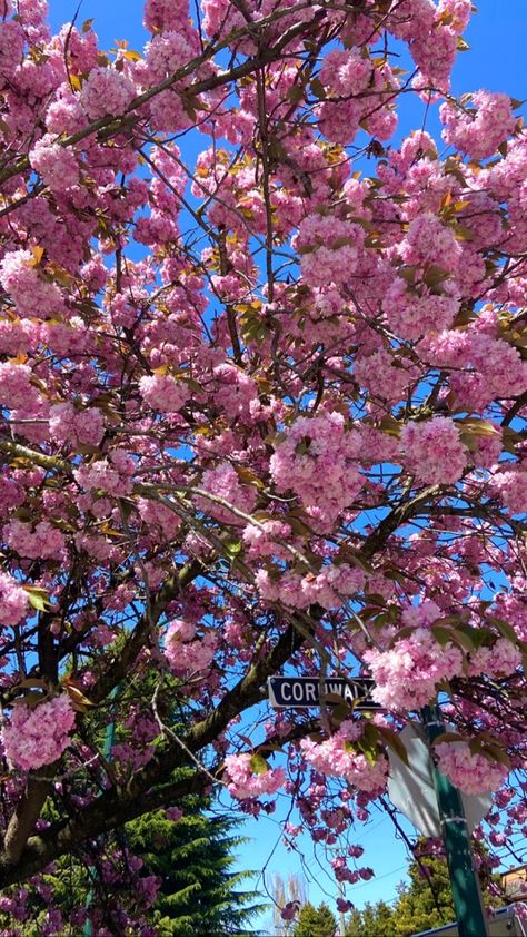 Spring In Canada, Photography Spring, Post Grad, Aesthetic Spring, O Canada, Pink Trees, Spring Nature, Spring Aesthetic, Spring Vibes