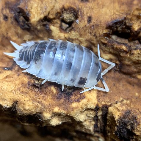 Dairy Cow #Isopods are back in stock! https://www.xyzreptiles.com/product/dairy-cow-isopods-for-sale-porcellio-laevis/ 30 count cup with overnight shipping. #XYZReptiles #insectsofinstagram #isopodsforsale #isopodpets #isopod #isopodmorph #bioactive #rolypoly #pillbug #micropet #bug #insect #arthropod #crustacean #rolliepollie #Isopoda #DairyCow Isopod Drawing, Isopod Pfp, Duck Isopod, Ducky Isopod, Isopod Art, Isopod Tattoo, Dairy Cow Isopods, Isopod Species, Cute Isopod