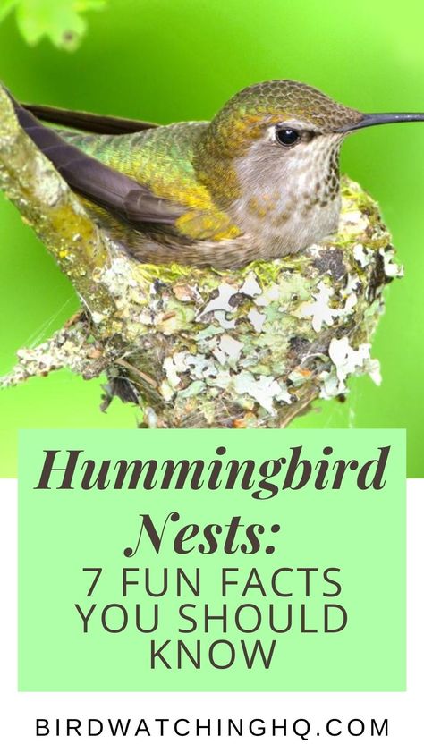 Humming Bird Nests, Hummingbird Nesting Material, Hummingbird Bird House, How To Build A Hummingbird House, How To Make A Hummingbird House, Hummingbird House Diy How To Make, Humming Bird Houses Diy, Diy Hummingbird House, Hummingbird House Diy