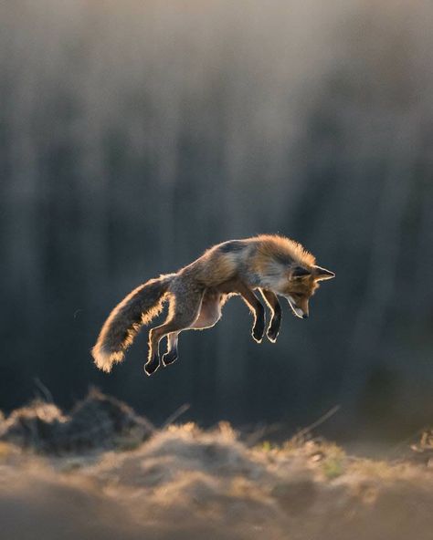 Finnish Photographer Konsta Punkka Captures Stunning Close-Up Portraits Of Wild Animals Wildlife Photography Birds, Photos Of Animals, Beautiful Dogs Photos, Wild Animals Photography, Fox Photography, Foxes Photography, Photographer Inspiration, Wildlife Photographer, Incredible Creatures