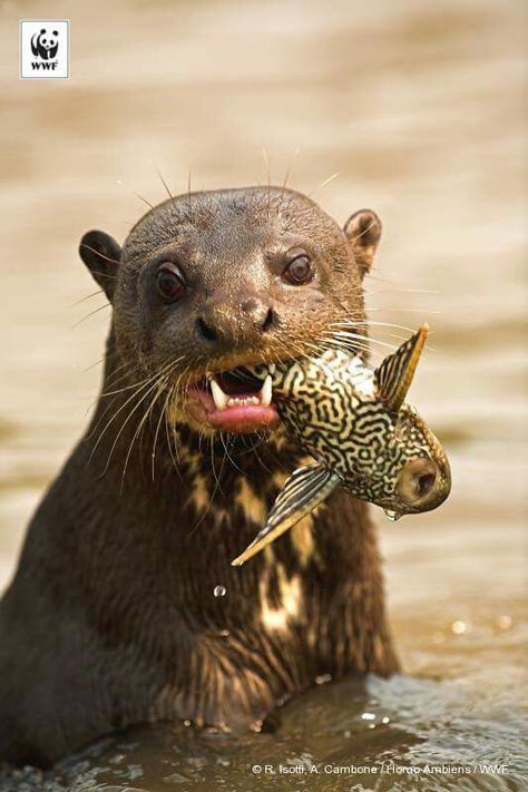 Giant otter, Amazon Giant Otter, Giant River Otter, Elephant Shrew, Sea Wolf, Sloth Bear, River Otter, Unusual Animals, Sea Otter, Animal Reference