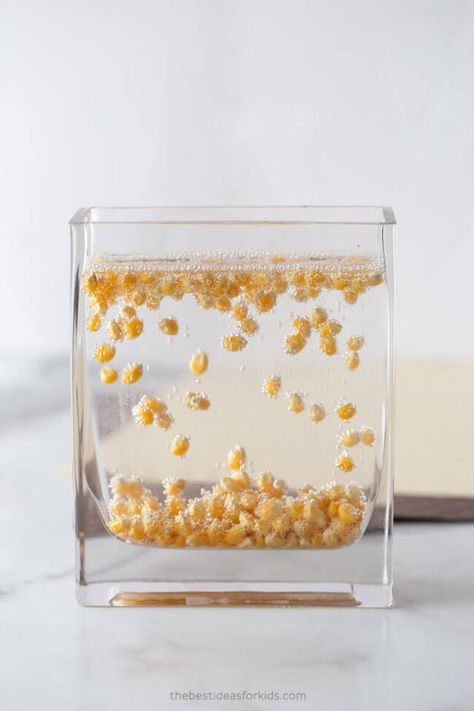 Dancing Corn Experiment, Dancing Popcorn Experiment, Dancing Popcorn, Rain Experiment, Dancing Corn, 4th Grade Science Projects, Oil And Water Experiment, Fun Fall Crafts For Kids, Summer Science Activities