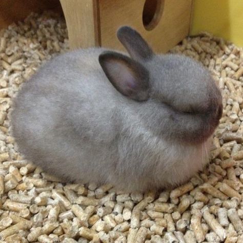 Faline San on Instagram: “I would just like to share pictures of my old rabbit Isabella RIP Isabella u were the best loaf” Bunny Loaf, Faline San, Pigs, My Pictures, To Share, Good Things, Animals, On Instagram, Quick Saves