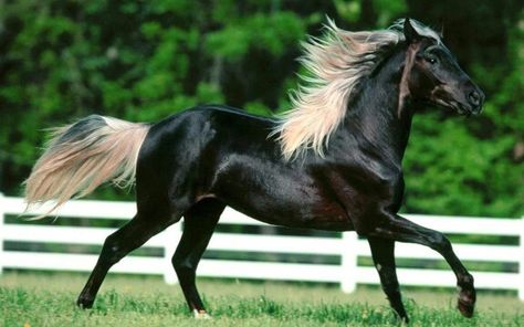 Black horse blonde mane Rare Horses, Regnul Animal, Horse Wallpaper, Most Beautiful Horses, All About Horses, Majestic Horse, All The Pretty Horses, Rare Animals, Horse Crazy