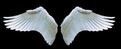 Wing, Angel, Swan, White, Swing, Feather Prayer Watches, Swan Wings, Feather Symbolism, Wings Artwork, Angel Flying, Free Angel, White Angel Wings, Wings Drawing, Angel Images