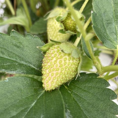 🍓The lifecycle of a strawberry 🍓 Our famous Lifton strawberries are growing away nicely and are beginning to flower underneath the tunnels, with many green strawberries starting to peak through! It won't be long until these tunnels will be full of our sweet-smelling strawberries 🍓 These tunnels are part of our earlier crop which will be picked and sold in our farm shop - keep a look out as in the coming weeks our famous Lifton strawberries will be making a come back! Why do we use tunnels... Green Strawberry, Farm Shop, Green, Flowers