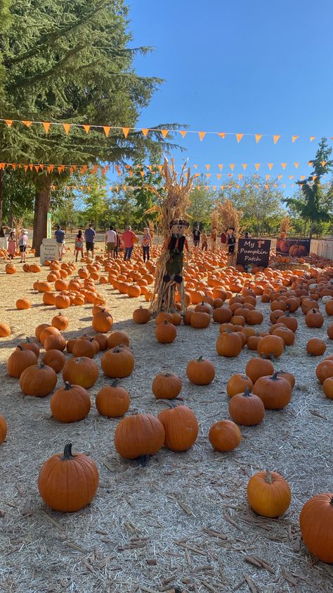 Pumpkins pumpkin patch apple hill boa vista California auburn things to do fall activity fall vibes cute date idea things to do with friends orange pumpkin scarecrow Northern California Pumpkin Patch Scarecrow, Apple Hill California, Spooky Autumn, Apple Hill, Pumpkin Scarecrow, Things To Do With Friends, Vista California, Fall Activity, Cute Date