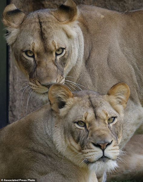 In this Thursday, May 16, 2019 photo, two new female lions look out from their new habitat... Two Lions, Female Lion, African Lion, Game Of Thrones Fans, Chelsea Flower Show, Royal Weddings, Love Island, Cannes Film Festival, Habitat