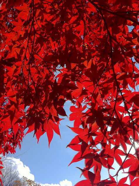 Fall Aesthetic Text, Red Nature, Red Autumn, Simply Red, Red Fall, Colorful Roses, Red Tree, Red Leaves, Autumn Scenery