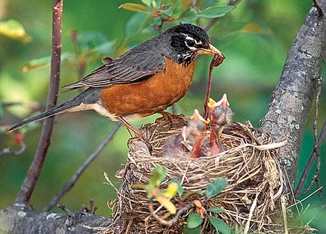 Robin at nest with young five days oldMay, 1997 | The Pocahontas Times Robin Birds, California Backyard, American Robin, Baby Birds, Robin Bird, Art Gallery Wallpaper, Baby Bird, April 12, The Nest