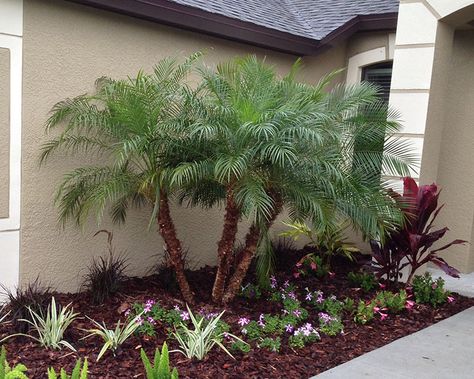 Pygmy Date Palm, Robellini Palm, Short Palm Trees, Palm Trees Landscaping, Florida Landscaping, Florida Plants, Date Palm, Yard Landscape, Front Landscaping