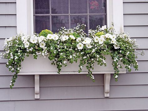 This box is a simple mix of whites and greens. White petunias, Sutera and Lobelia are almost covering the three dwarf boxwood plants that were in the box all winter. White Petunias, Boxwood Plant, Window Box Flowers, Window Planters, Window Planter Boxes, Have Inspiration, Garden Windows, White Gardens, Window Boxes