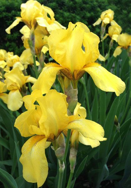 Yellow Iris, Unique Fence Ideas, Yellow Iris Flower, Orange Iris Flowers, White Bearded Iris, White Lion Daffodil, Iris Versicolor, Iris Flowers Yellow, English Flowers