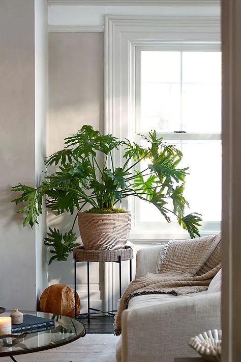 Foliage Plants + Succulents | Terrain Outdoor Curtain Ideas, Philodendron Selloum, Perspective Architecture, Small Porch, Large Indoor Plants, Philodendron Plant, Patio Curtains, Sleek Furniture, Plant Decor Indoor