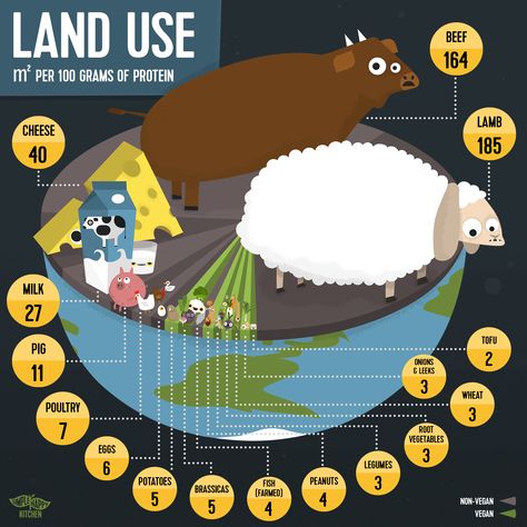 Land use per 100 grams of protein infographics Amazon Deforestation, Environmentally Friendly Living, Animal Agriculture, Agricultural Land, Fun Fall Activities, Food Production, Happy Kitchen, Vegan Kitchen, Land Use