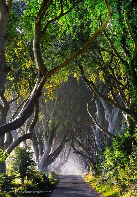 Dark Hedges, Magic Places, Isle Of Skye Scotland, Skye Scotland, The End Of The World, Positive Outlook, Isle Of Skye, Scotland Travel, Alam Yang Indah