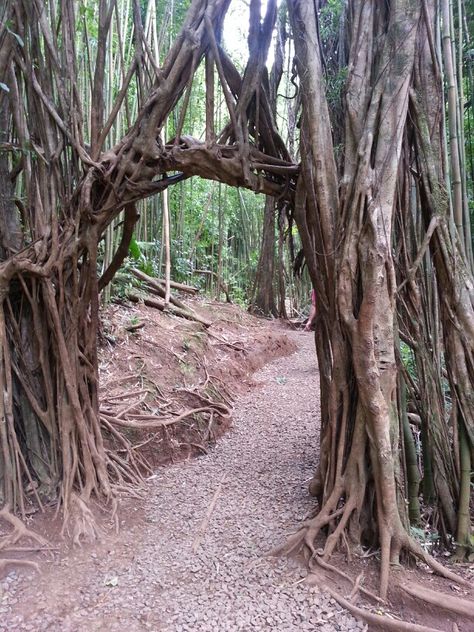 Tree root archway,  Manoa Falls Tree Trunk Arch, Godswood Tree, Tree Archway, 2024 Illustration, Manoa Falls, Weirdwood Tree Art, Tunnel Of Trees, Tree Root, Tree Roots