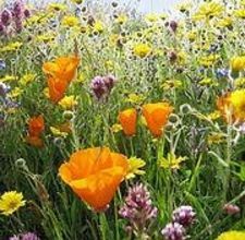 How and when to plant wild flowers Plant Wildflower Seeds, When To Plant, Wildflower Garden, Woodland Garden, Olive Garden, Wildflower Seeds, Dream Garden, Urban Garden, Garden And Yard