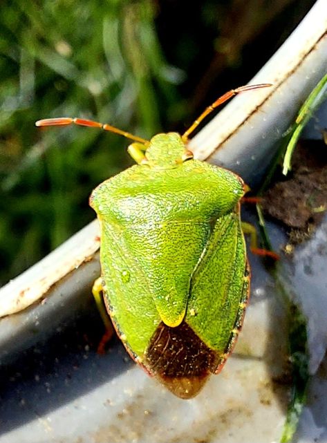 Green beetle, Green bug, insect, invertebrate Bug Catching, Brown Bugs, Shield Bug, Shield Bugs, Green Bug, Green Shield, Bug Boy, Gcse Art Sketchbook, Gcse Art