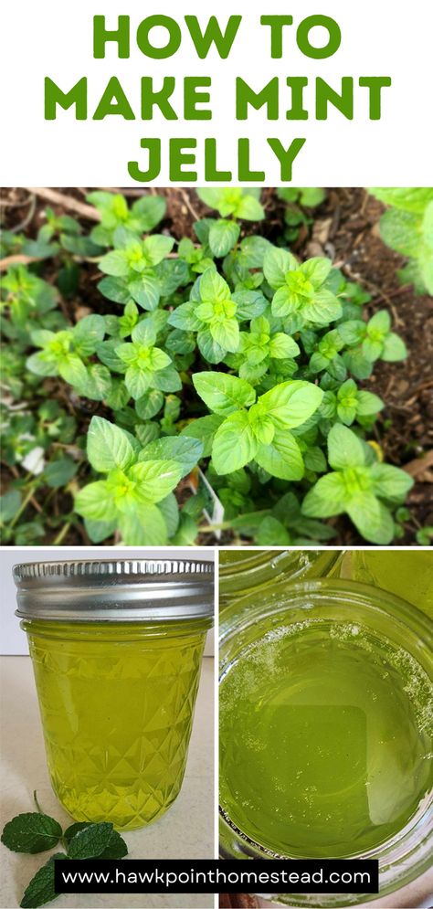 Mint jelly made from the fresh leaves of mint is such a sweet refreshing jelly with a delicious mint flavor. It is so easy to make from the mint leaves from your herb garden. If you have mint, it is usually abundant and this is a great and tasty way to use it!  Mint pairs well with many foods including roasted lamb, pork chops, and grilled fish. It can also be combined with mustard and home to make a delicious glaze for ham. Mix it with Greek yogurt and serve with vegetables or crackers. How To Make Mint Jelly, How To Use Fresh Mint Leaves, Mint Leaf Recipes, Ginger Jelly Recipe, Mint Jelly For Lamb, Uses For Mint Leaves, Herb Jelly, Homemade Jellies, Mint Jelly Recipe