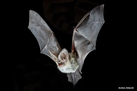 Bats Reference, How To Attract Bats, Bat Reference, Bat Species, Bat House, Bat Tattoo, Baby Bats, Rare Species, Vampire Bat