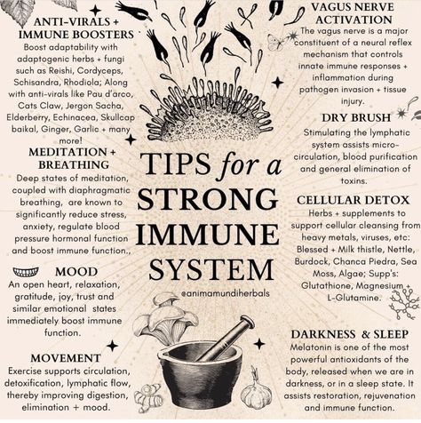 Strong Immune System, Medicinal Herbs Garden, Medical Herbs, Herbs Garden, Adaptogenic Herbs, Stronger Immune System, Natural Healing Remedies, Vagus Nerve, Herbal Healing