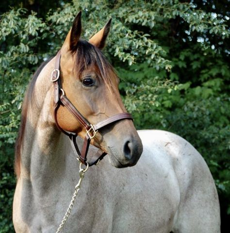 Buckskin Roan Horse, Buckskin Roan, Buckskin Andalusian, American Quarter Horse Blue Roan, Andalusian Horse Buckskin, Buckskin Horse Jumping, Hanoverian, Breyer Horses, Horse World