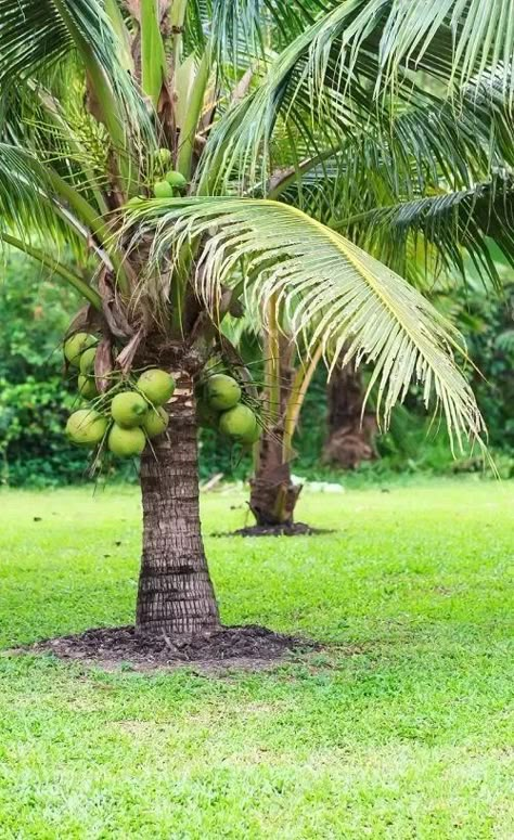 Coconut Tree Picture, Coconut Tree Photography, Banana Trees Landscape, Hawaii Gardening, Coconut Garden, Coconut Girl Aesthetic Outfits, Coconut Plant, Coconut Aesthetic, Fruits Garden