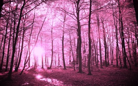 Earth Forest Wallpaper Cool Wallpapers Pink, R Wallpaper, Forest Scenery, Pink Forest, Pink Nature, Free Backgrounds, Desktop Wallpaper Design, 1080p Wallpaper, Image 3d