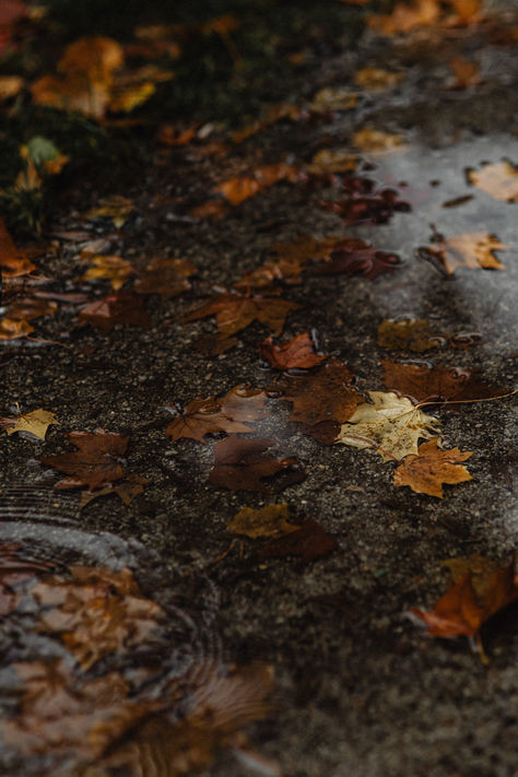 Step into the beauty of autumn with our free photo collection featuring leaf-strewn pathways. 🍂🍁 Explore the season's magic and download the entire collection for free. Walk through a world of fall wonder. #AutumnPath #FreePhotos #fall Fall Images, Apple Pies, Bountiful Harvest, Instagram Ideas Post, Amazing Views, Aesthetic Photos, Fall Aesthetic, Colorful Leaves, Samhain