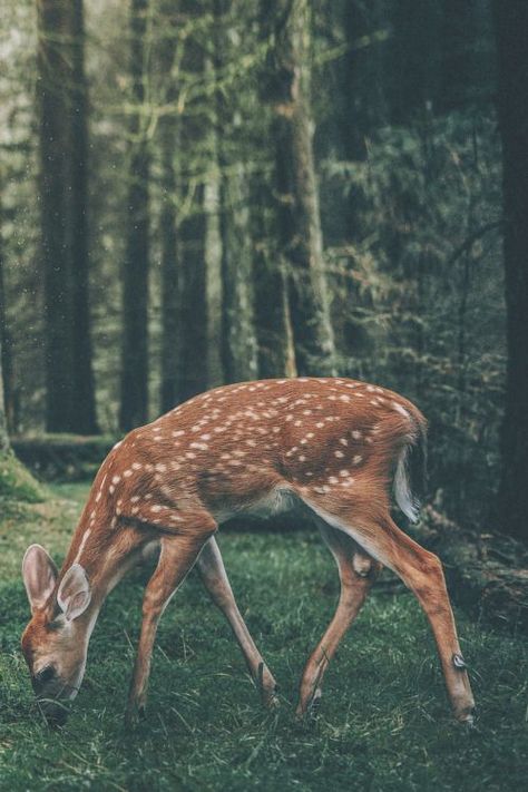 Photo                                                                                                                                                      More Hirsch Silhouette, Regnul Animal, A Deer, Baby Deer, The Grass, Forest Animals, Animal Photo, Nature Animals, Woodland Animals