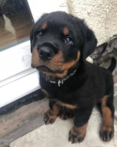 Rottweiler And Doberman, Cute Rottweiler Puppy, Cute Rottweiler, Protective Dogs, Dog Treat Toys, Rottweiler Puppy, Rottweiler Love, Cute Small Dogs, Scary Dogs