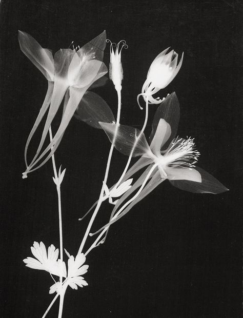 Artwork by Lou Landauer, Photograms of flowers, Made of 3 vintage gelatin silver prints, 2 ferrotyped Man Ray Photograms, Fauna Photography, Biomorphic Forms, Photography Coursework, Photo Comic, Fashion Presentation, Rough And Smooth, Alevel Art, Photography References