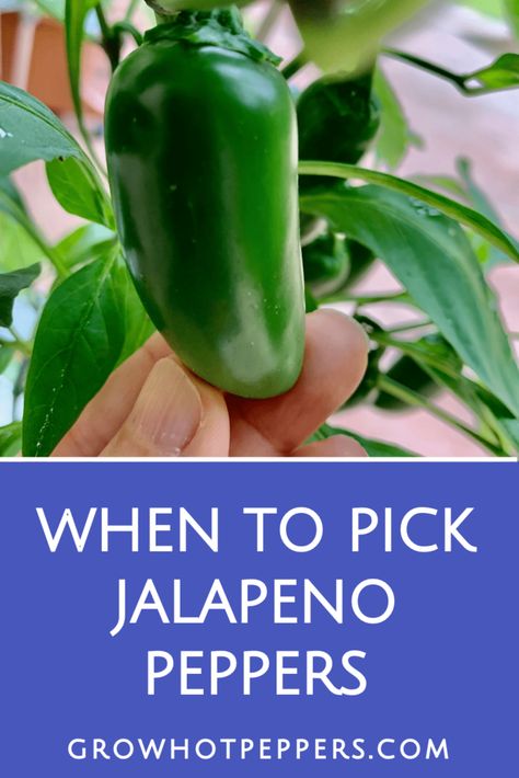 Picking Jalapeno Peppers, When To Pick Jalapeno Peppers, When To Harvest Peppers, Harvesting Jalapeno Peppers, What To Do With Jalapenos From Garden, Growing Jalapenos, Jalapeno Plant, Hot Peppers Plants, Growing Hot Pepper