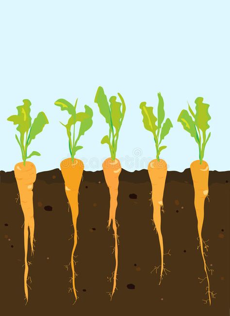 Carrots Growing, Maize Plant, Vegetable Harvest, Vegetable Illustration, Planting Sunflowers, Root Structure, Plant Icon, Corn Plant, Organic Vegetable Garden