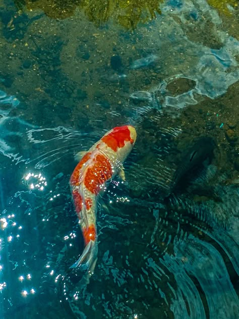 Koi Pond Reference, Coi Fish Aesthetic, Koi Fish Moodboard, Fish Pet Aesthetic, Fish Tank Reference, Koi Fish Reference, Koi Fish Pond Aesthetic, Koi Pond Aesthetic, Koi Fish Cute