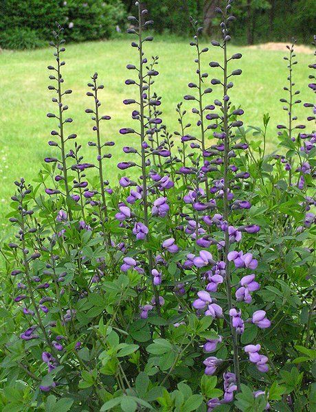 Blue Wild Indigo.  Tall.  Spring and early summer bloom.  Full sun or part shade. Indiana Perennials, Pennsylvania Flowers, Baptisia Plant, Nitrogen Fixers, Blue Wild Indigo, False Indigo, Baptisia Australis, Lilac Garden, Deer Proof