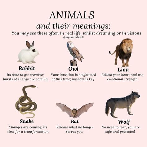 a few common animals you may see often - whether it’s walking down the street, appearing in your dream or visit you whilst meditating - they have a message for you! 🤍 how many have you come across? 👼🏽 #animals #animalmeanings #animalsynchronicities #butterflymeaning #spiritanimals #spiritanimal #spiritguides #spiritguide #crystals #animalsymbolism #zodiacsigns #signssignseverywheresigns #signsfromtheuniverse #signsfromheaven #signsfromabove #signsfromspirit #spirituality #spiritualawakening Spiritual Animal Meanings, Animal Symbolism And Meanings, Animals And Their Meanings, Animals Meaning, Butterfly Meaning, Signs From Heaven, Animal Meanings, Spiritual Animal, Witch Stuff