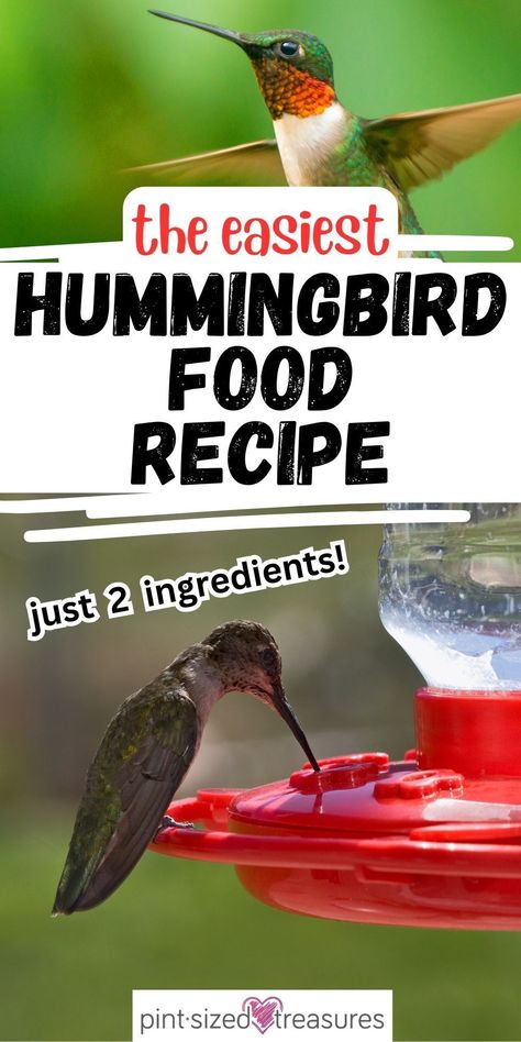 This homemade hummingbird food is the simplest recipe you can find with only two ingredients! There is no need to buy birdfeed anymore with this incredible recipe at your fingertips! This tasty bird food will attract hummingbirds for you and your family to watch. This recipe is simple, fresh, and healthy for the birds! Hummingbird Food Recipe, Sugar Water For Hummingbirds, Make Hummingbird Food, Homemade Hummingbird Nectar, Homemade Hummingbird Food, Hummingbird Nectar Recipe, Hummingbird Food, Bird Feeder Plans, Hummingbird Nectar