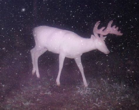 Deer Antlers Aesthetic, Albino Deer Aesthetic, Black Deer Aesthetic, Trailcam Aesthetic, Buck Teeth Aesthetic, Deer Asethic, White Deer Aesthetic, Deer Aesthetic Dark, Buck Aesthetic