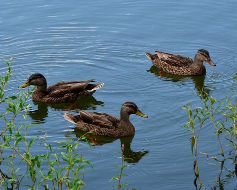 Ducks will help your fish to grow. At the same time, the ducks will feed on the plants that grow in your ponds and help to keep your ponds free of plants, weeds and snails. Ducks At A Pond, Duck Pond Tattoo, Duck In Pond, Ducks In Water, Pond With Ducks, Ducks In Pond, Ducks In A Pond, Pond Video, Pond Photography